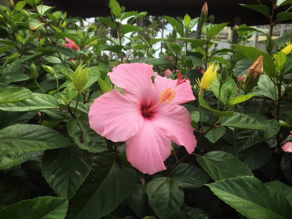 Pink hibiscus flower in Freeport, Bahamas