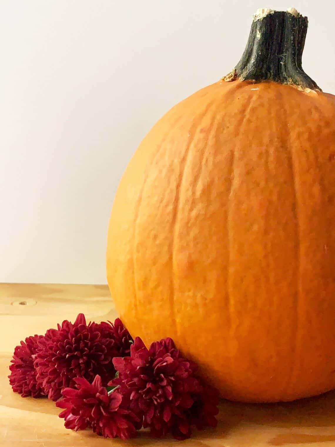 Pie pumpkin with red mums